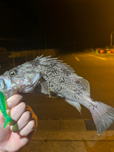 クロソイの釣果