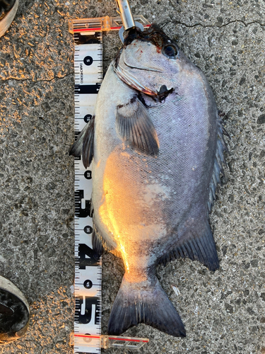 イシダイの釣果