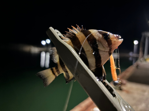 シマダイの釣果