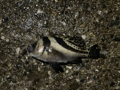 コショウダイの釣果