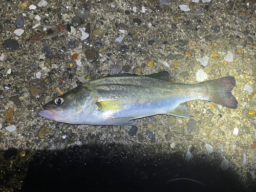 セイゴ（マルスズキ）の釣果