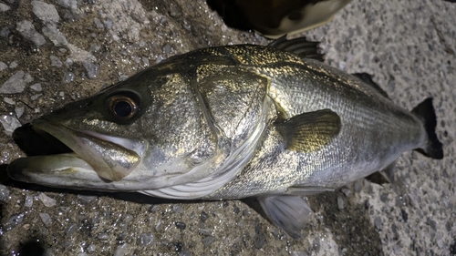 スズキの釣果