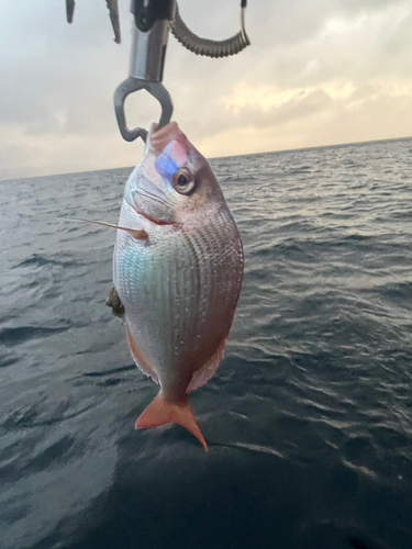 チダイの釣果