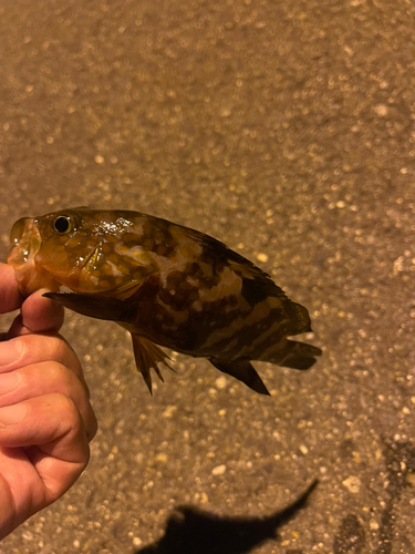 アコウの釣果