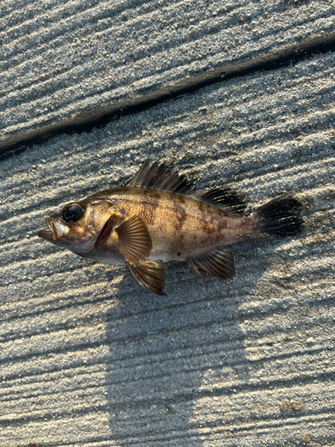 メバルの釣果