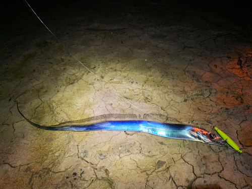 タチウオの釣果