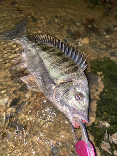 チヌの釣果