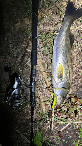 スズキの釣果