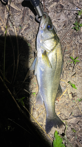 スズキの釣果