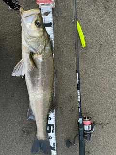 シーバスの釣果