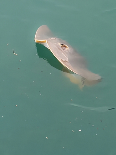 アカエイの釣果