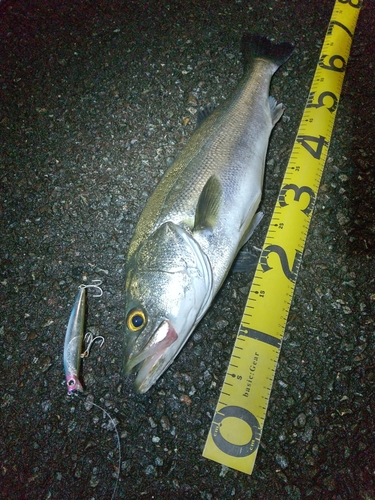 シーバスの釣果