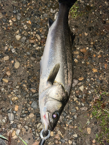 スズキの釣果