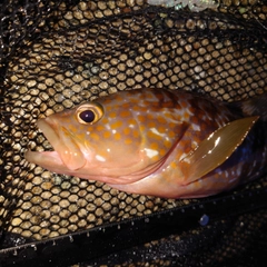 キジハタの釣果