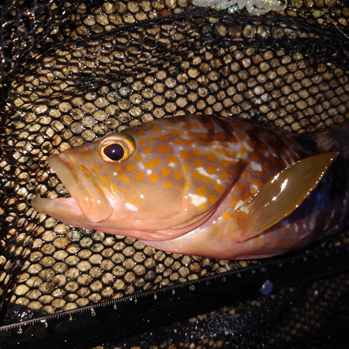 キジハタの釣果