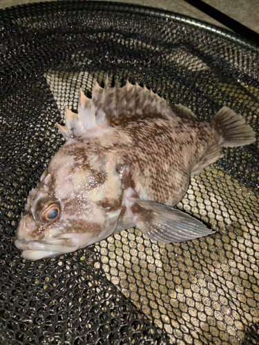 ソイの釣果