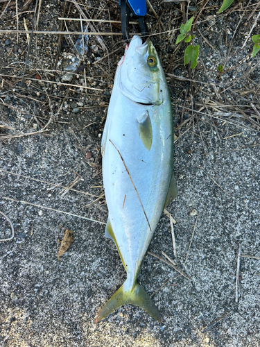 ヤズの釣果