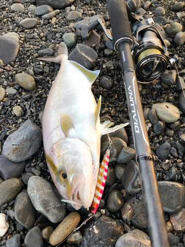 ショゴの釣果