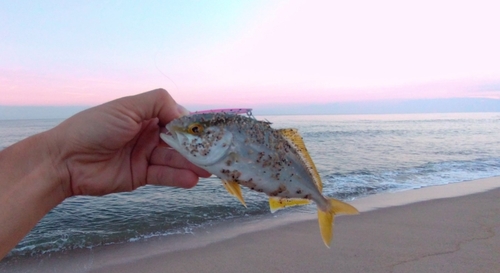 ショゴの釣果