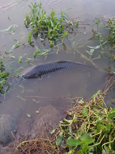 コイの釣果