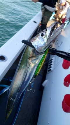 タチウオの釣果