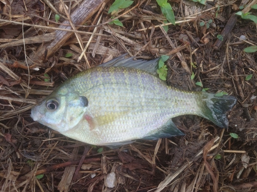 ブルーギルの釣果