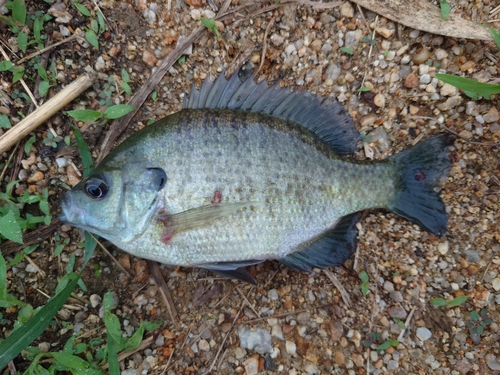 ブルーギルの釣果