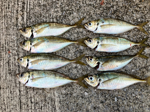 アジの釣果