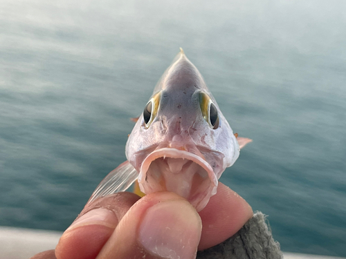 ヒメフエダイの釣果