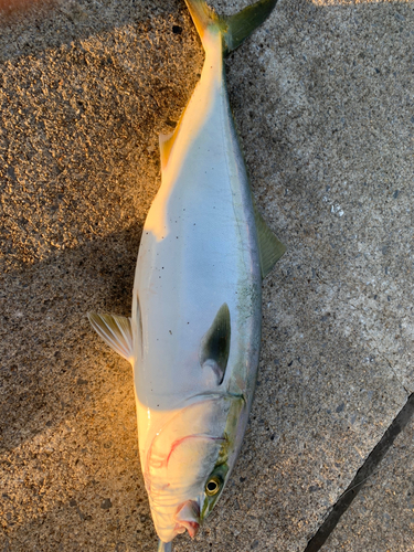 イナダの釣果