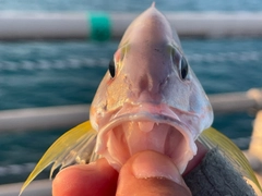 オキフエダイの釣果