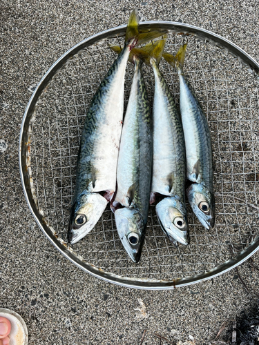 サバの釣果