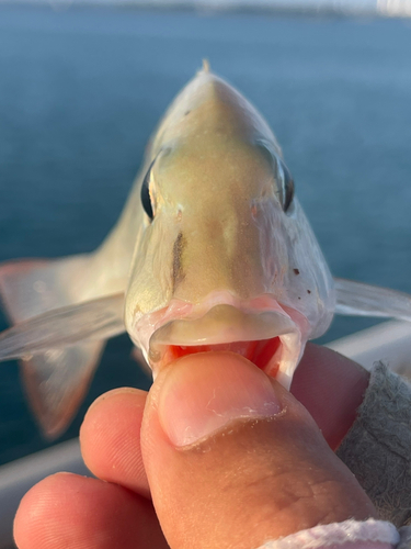 タテシマフエフキの釣果