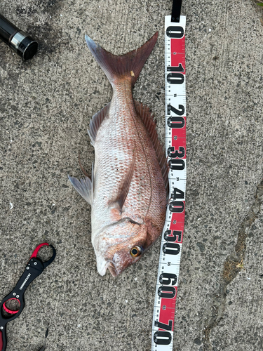 マダイの釣果