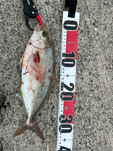 カンパチの釣果