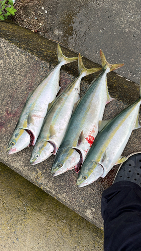 イナダの釣果