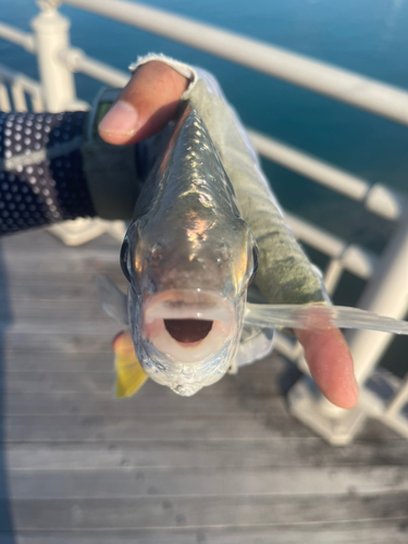 セダカクロサギの釣果