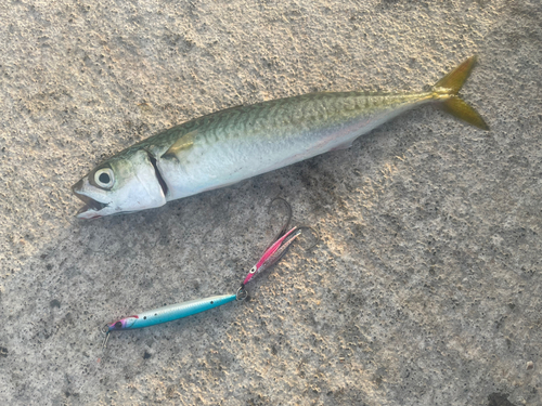 サバの釣果