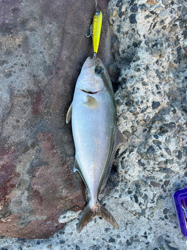 ネリゴの釣果