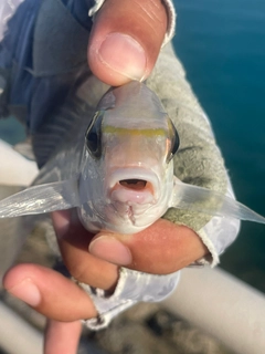 ヒトスジタマガシラの釣果