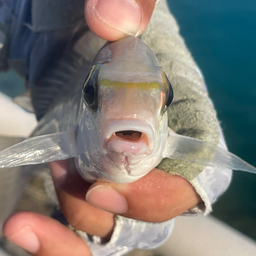 ヒトスジタマガシラ