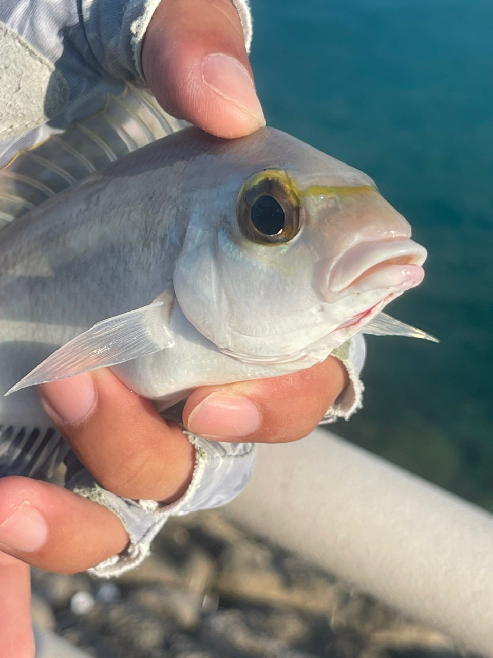 ヒトスジタマガシラ