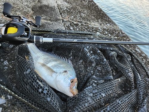 キビレの釣果