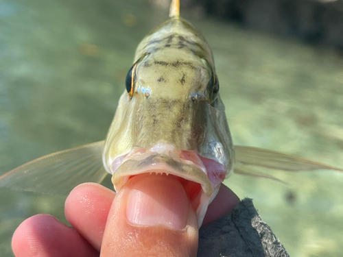 マトフエフキの釣果