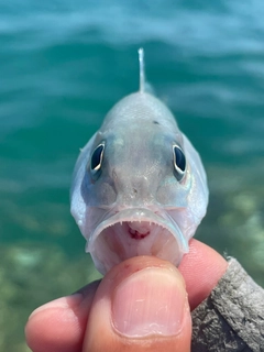 アオチビキの釣果