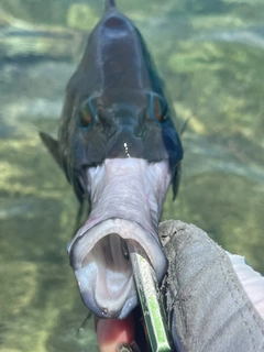 ギチベラの釣果