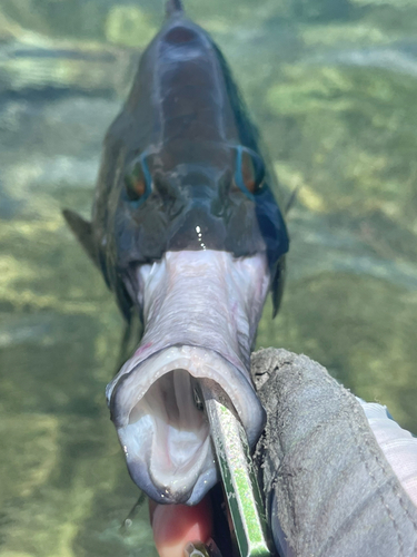 ギチベラの釣果