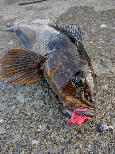 アイナメの釣果