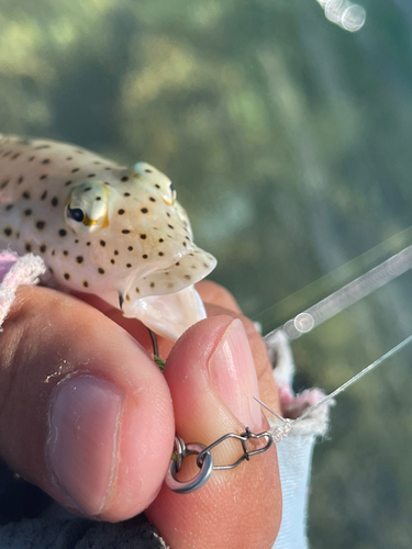 オグロトラギスの釣果