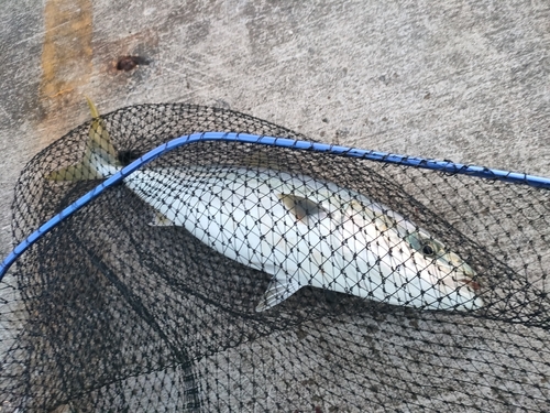 イナダの釣果